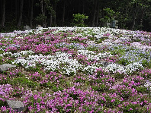 志田フラワー園16