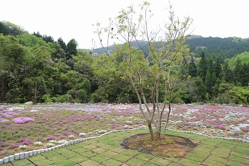 志田フラワー園6
