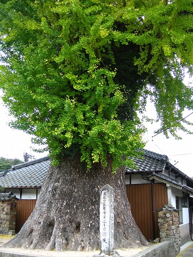 有田大公孫樹1
