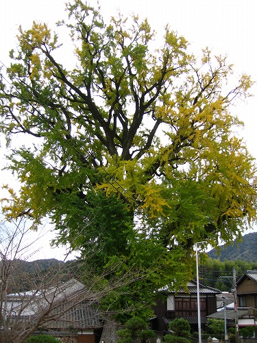 有田大公孫樹3