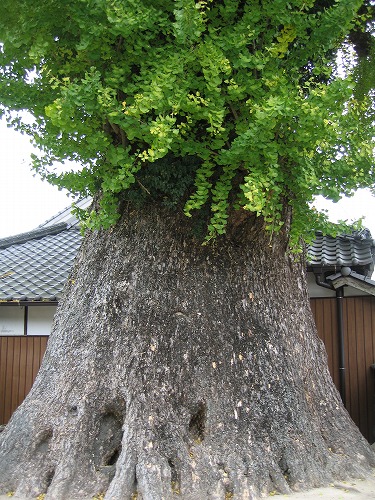 有田大公孫樹12