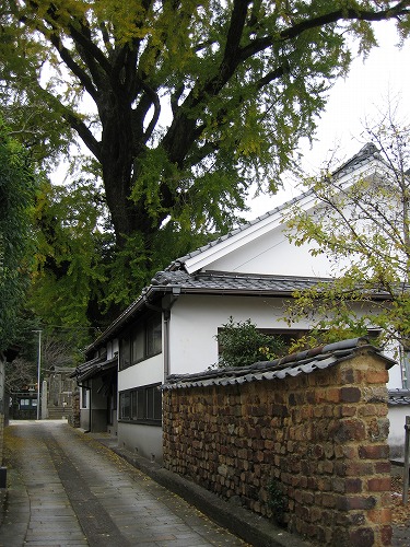 有田大公孫樹17