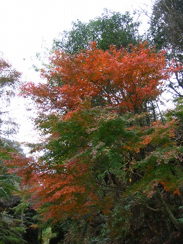 有田大公孫樹18