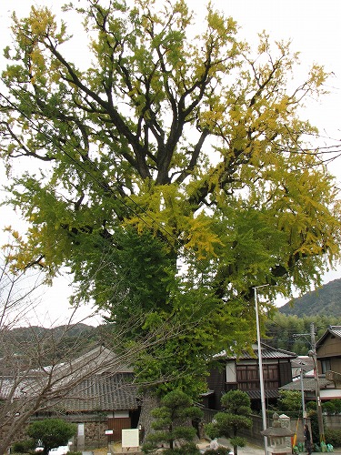 有田大公孫樹7