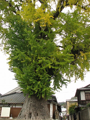 有田大公孫樹8