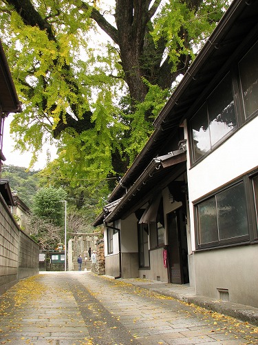 有田大公孫樹13