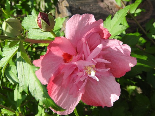 鍋島藩窯公園6