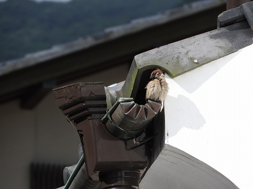 鬼瓦とすずめ10