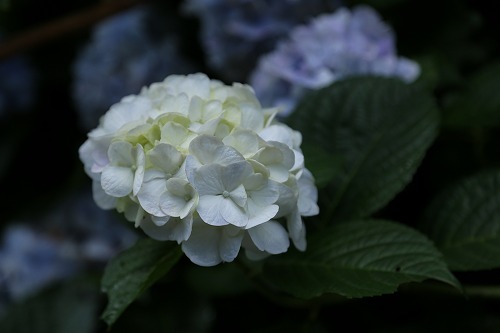 紫陽花22