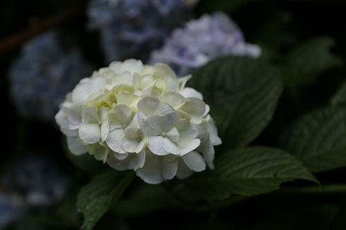 紫陽花25