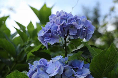 紫陽花9