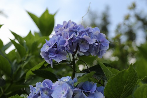 紫陽花10