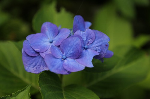 紫陽花21
