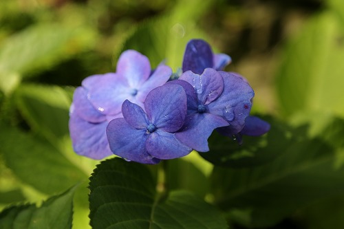 紫陽花19