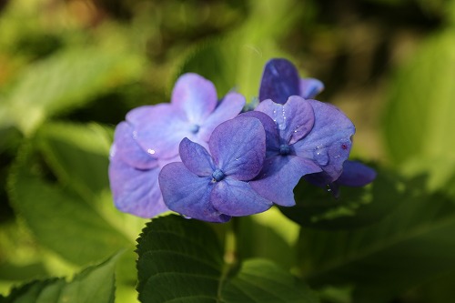 紫陽花18