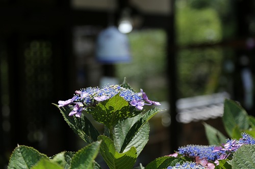 紫陽花14