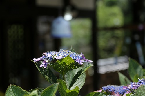 紫陽花16