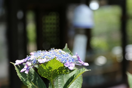 紫陽花17