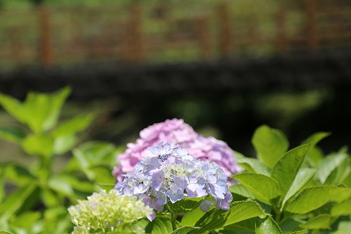 紫陽花15