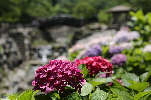 紫陽花5