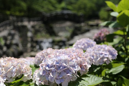 紫陽花8