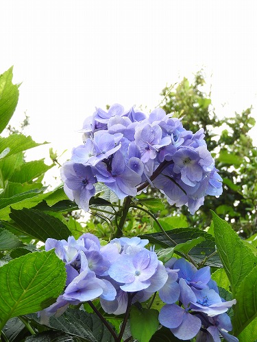 紫陽花30