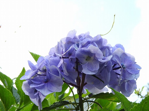 紫陽花6