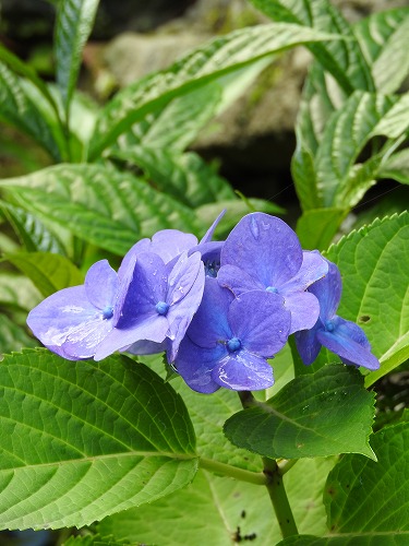 紫陽花32