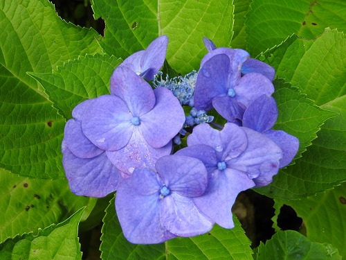 紫陽花3