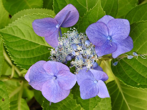 紫陽花2