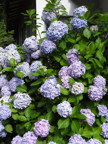 紫陽花27