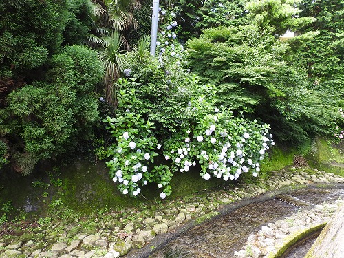 紫陽花1