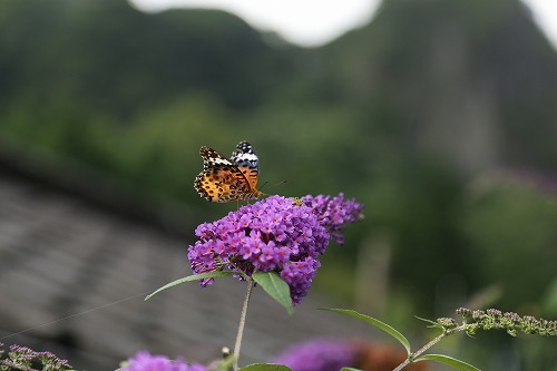 花1