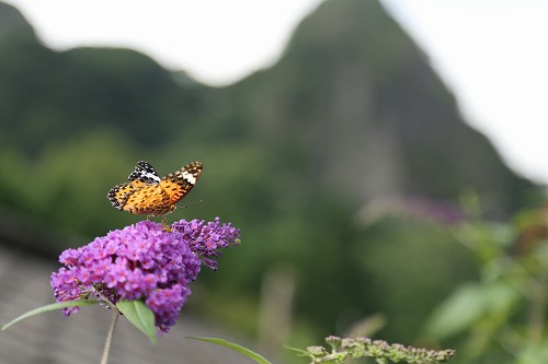 花2
