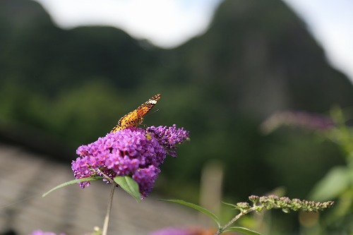 花3