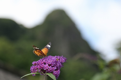 花5