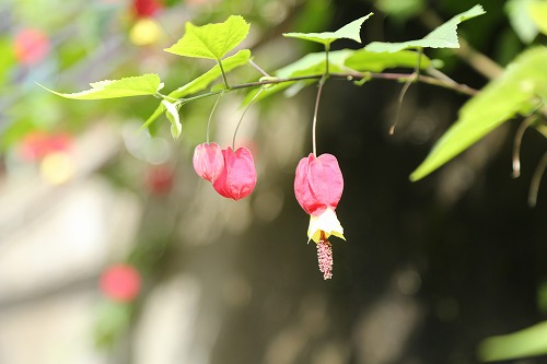 花22