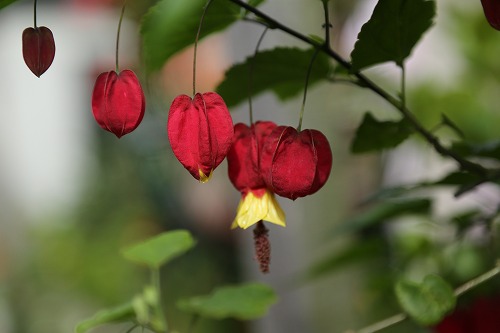 花21