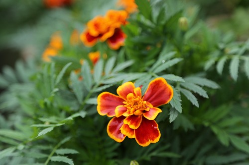花17