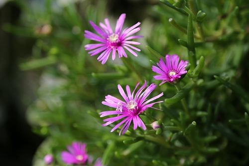 花18