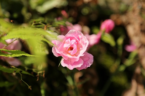 花19