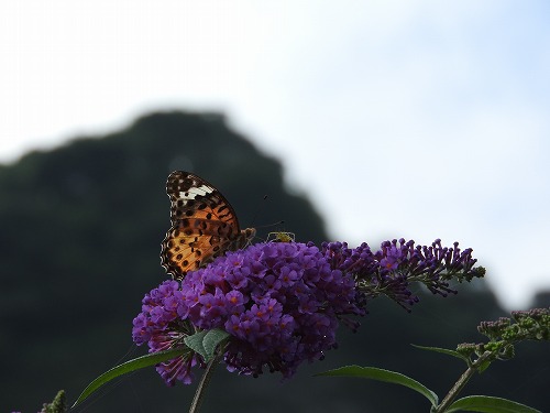 花6
