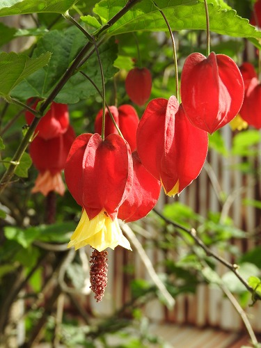 花23
