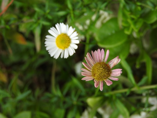 花8