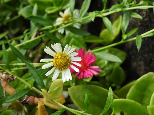 花11