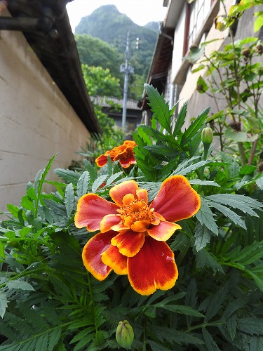 花25