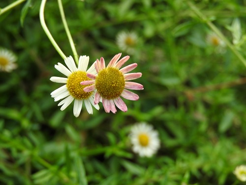 花9