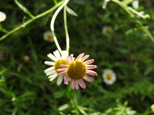 花10