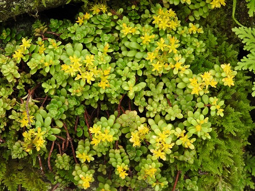 花13