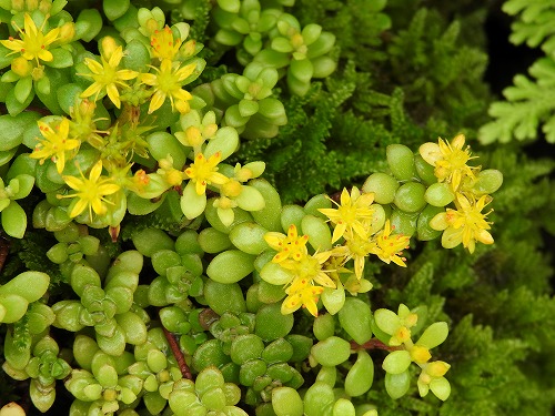 花14